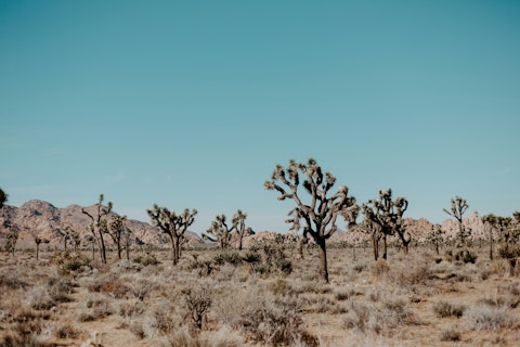 Head to Joshua Tree National Park for excellent hiking, one mile away