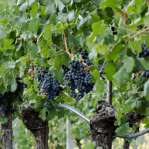 Sample world-class wines at nearby vineyards