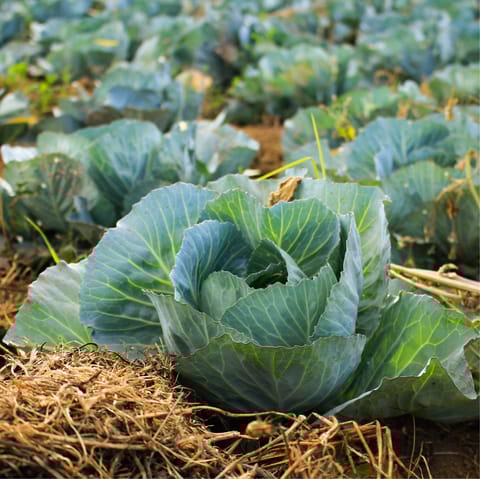 Spend the day fruit and vegetable picking at Garsons Farm Shop, a short walk away