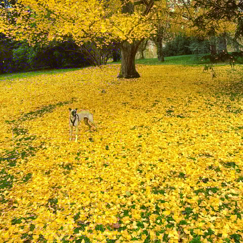 Stroll through the city's colourful parks