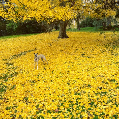 Stroll through the city's colourful parks