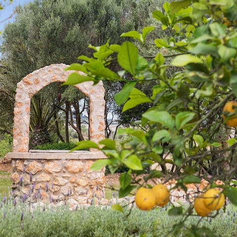 Enjoy the scent of lemons from the orchard