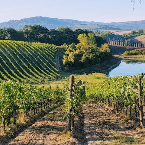 Sample the famous Brunello di Montalcino wine at one of the local wineries or bars