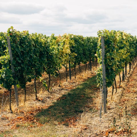 Enjoy a wine-tasting session at one of the nearby vineyards