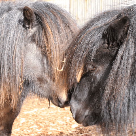 Feed a carrot to Nellie and Maggie, the friendly Shetland ponies in the paddock