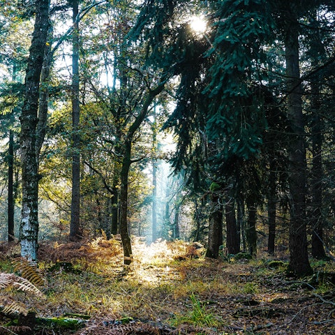 Hit the hiking trails of South Carolina