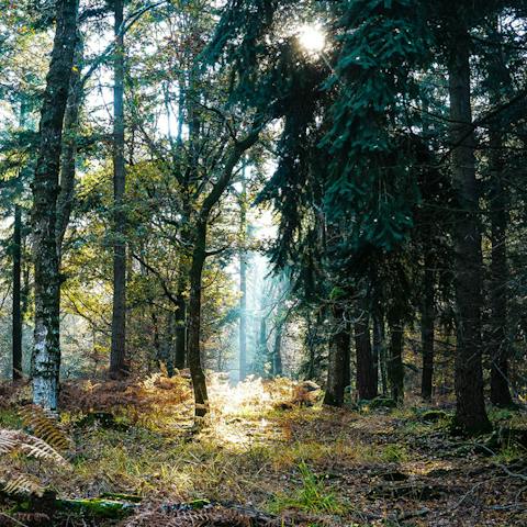 Hit the hiking trails of South Carolina