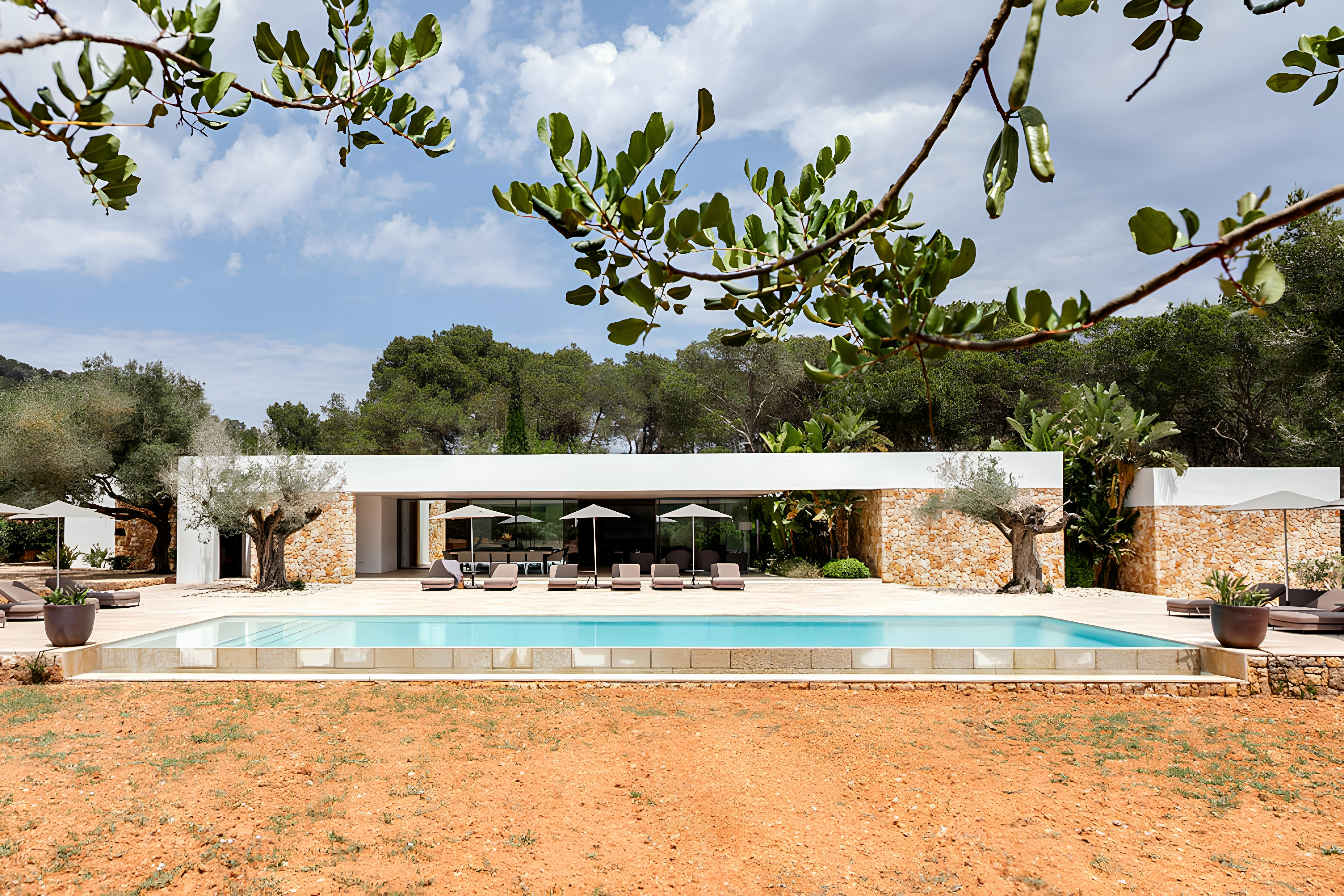 Olive Grove & Open Sky