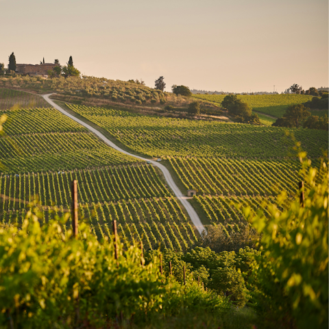 Go wine tasting at a local vineyard
