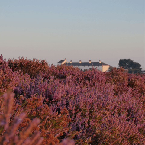 Explore nearby Dunwich Heath – perfect for dog walks