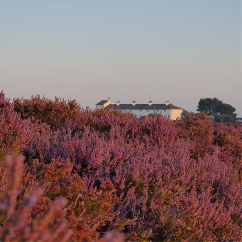 Explore nearby Dunwich Heath – perfect for dog walks