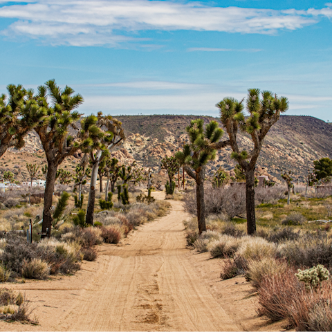 Hike in nearby Joshua Tree National Park