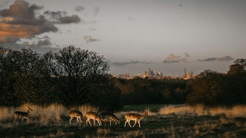Spot free-roaming deer across Richmond Park's 2,500 acres of parkland