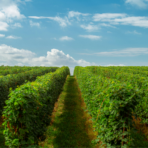 Tour local vineyards and sample Tuscan wines
