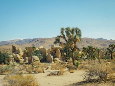 Discover the magic of Joshua Tree National Park, ten minutes away
