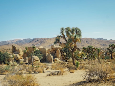 Discover the magic of Joshua Tree National Park, ten minutes away
