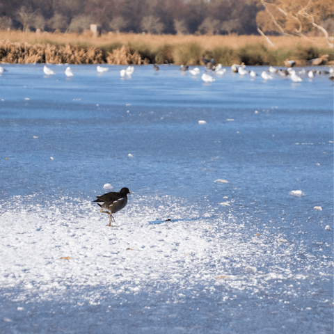 Go for a stroll around nearby Bushy Park