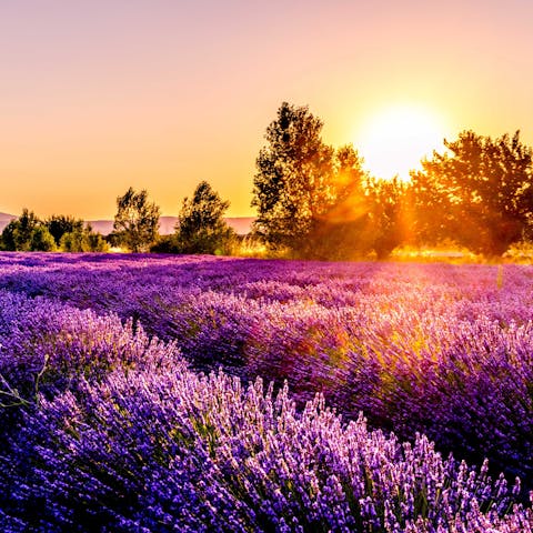 Immerse yourself in the rural beauty of the Vaucluse region