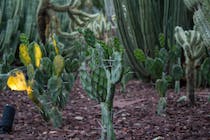 Immerse yourself in the beauty of Desert Botanical Garden