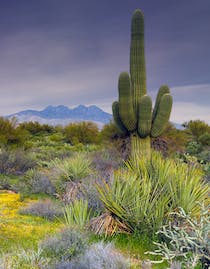 Explore the Wonder of Tonto National Forest