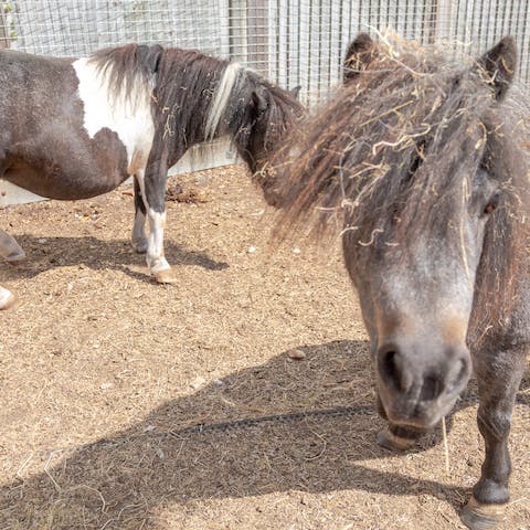 Meet the ponies and foals that call the farm home
