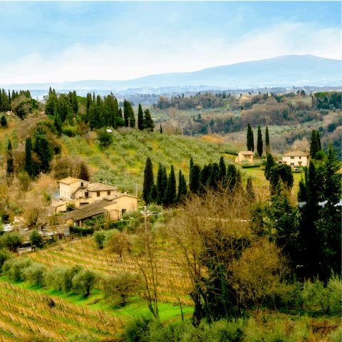 Take a day trip into the countryside and explore the olive groves