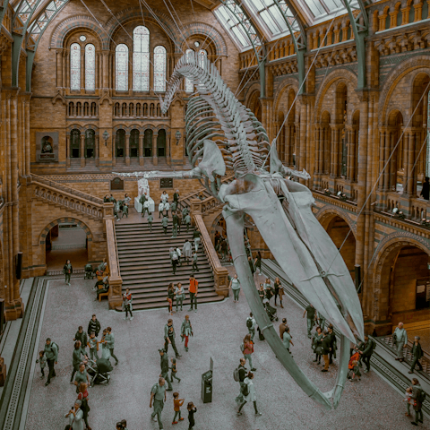 Wander through the Natural History Museum, only minutes away