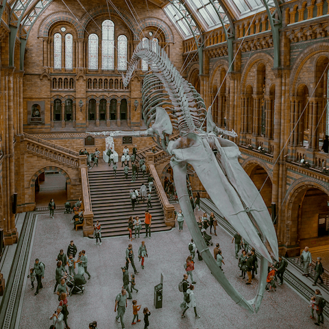 Wander through the Natural History Museum, only minutes away