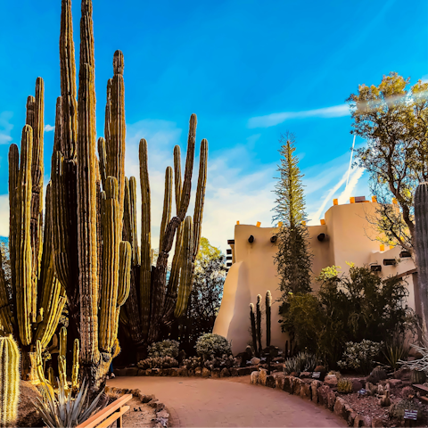 Discover the Desert Botanical Garden – a ten-minute drive away