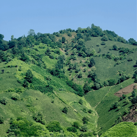 Enjoy strolls in the villa's vineyard and private woods