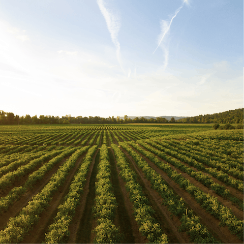 Sample the Chianti grapes on a local tour arranged by your host