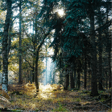 Enjoy the peaceful woodland setting