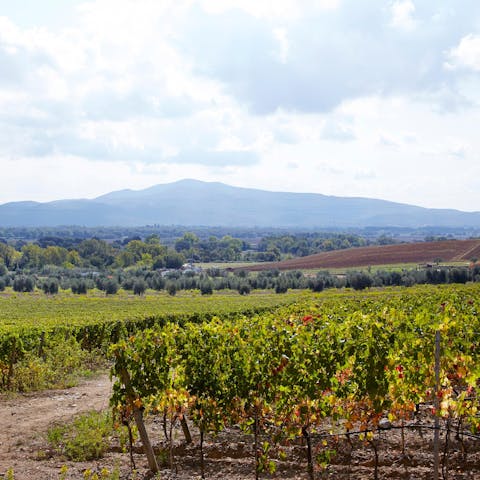 Stay in a charming hilltop house surrounded by vinyards