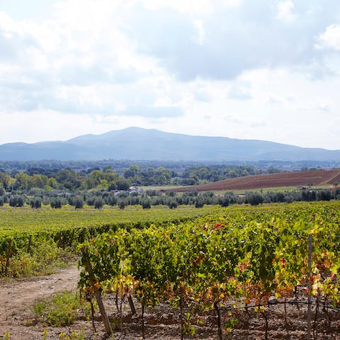 Stay in a charming hilltop house surrounded by vinyards