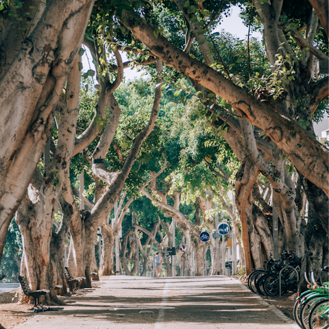 Rent a bike and explore the city's most beautiful spots