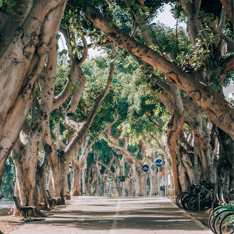 Rent a bike and explore the city's most beautiful spots