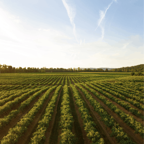 Have your host arrange a local vineyard tour nearby