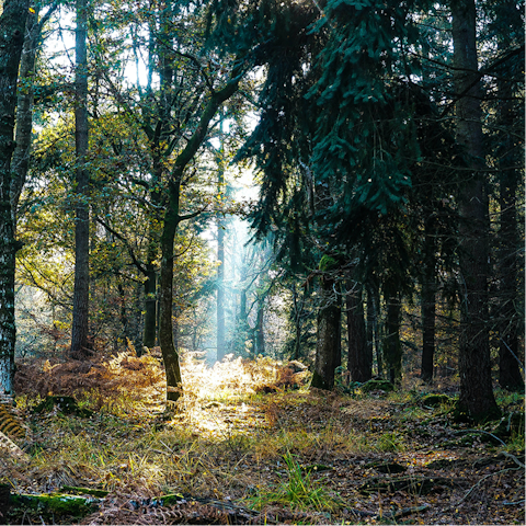 Explore Angley Wood, right on your doorstep