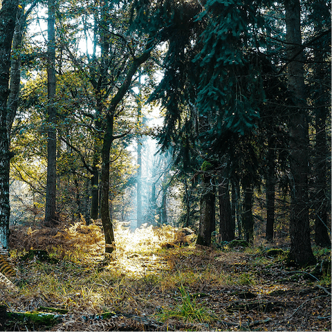 Explore Angley Wood, right on your doorstep