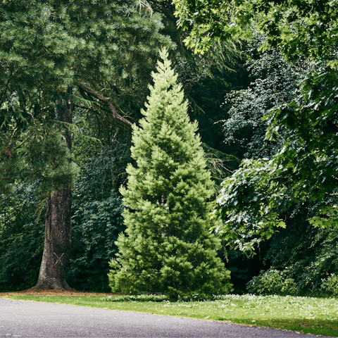 Take a picnic into the riverside Ormeau Park before playing tennis or golf there
