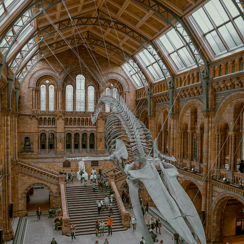 Jump on a train to South Kensington – and visit the Natural History Museum