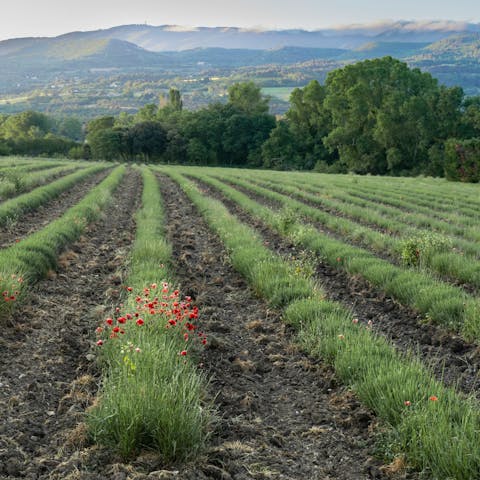 Explore the charming vineyards of Luberon