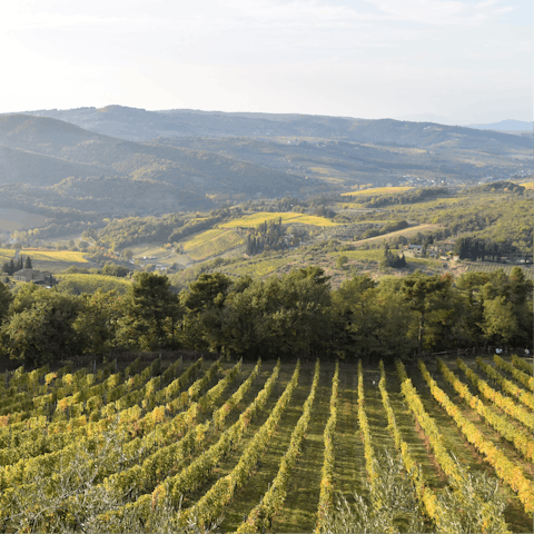 Discover the vineyards of Tuscan Maremma, surrounding the villa