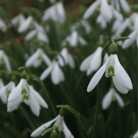 Enjoy a trip to nearby Rococo Gardens in Painswick