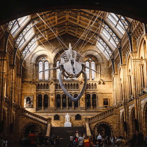 Spend an inspiring afternoon in the Natural History Museum