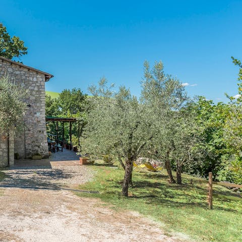 Wander among the ancient olive trees