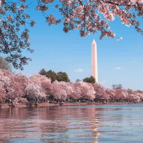 Explore Washington D.C and its beautiful nature – cycle down the canal path, kayak across the river, or enjoy lunch on the harbour