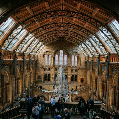 Visit the Natural History Museum, twelve minutes away