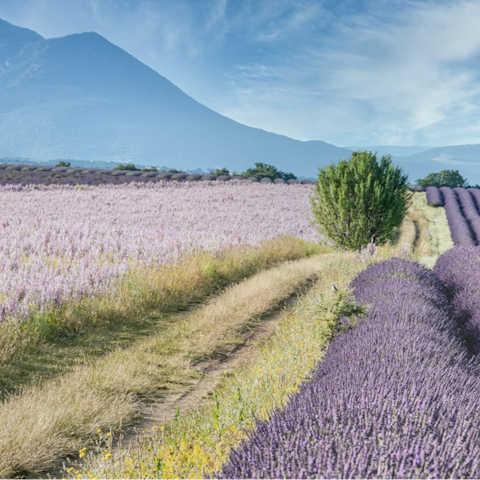 Stay in the Provence countryside, famous for its lavender fields
