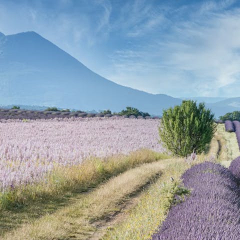 Hike through the scenic Alpilles Natural Park